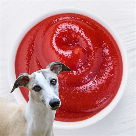Can Dogs Eat Ketchup And Mayo