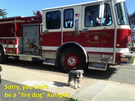 Why Is The Dalmatian Called The Firehouse Dog