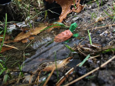 Image result for Origami Snapping Turtle