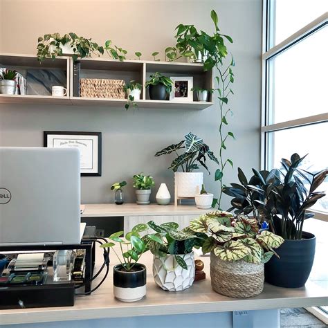Low light plants for office desk – Artofit