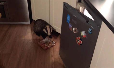 Ho0ey Badger Fridge 的图像结果