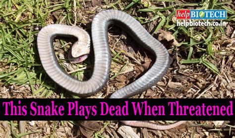 This Snake Plays Dead When Threatened | Must Watch Beautiful Video