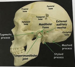 Image result for Temporal Styloid Process Anatomy