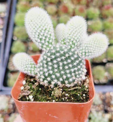 Teddy Bear Cactus Aka Bunny Ears Succulents - Etsy
