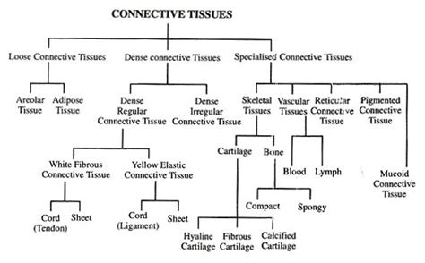 Classification of Tissues 的图像结果