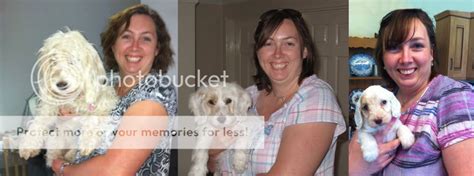 Image result for Flat Coat Cockapoo