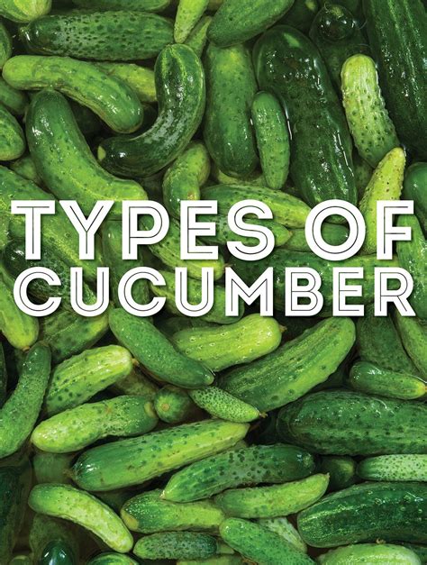 Names Of Cucumbers