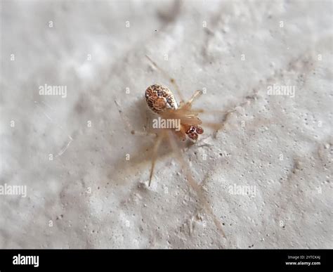Comb-footed Spiders (Theridiidae Stock Photo - Alamy