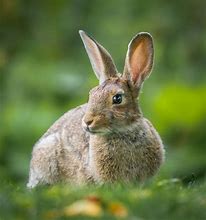 Image result for Easter Bunny Photography