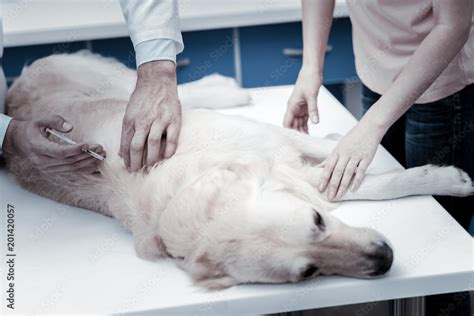 Image result for Introvet Injection