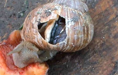 Image result for Pull Shell Off Snail