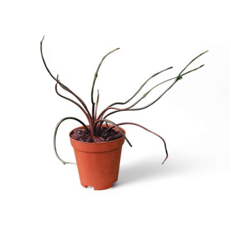 Soiled: India's No.1 Destination for Exotic & Rare Plants