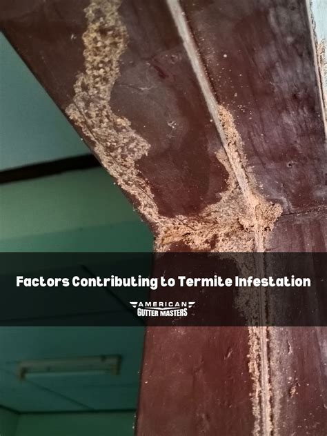 What Causes Termites? - americanguttermasters.com