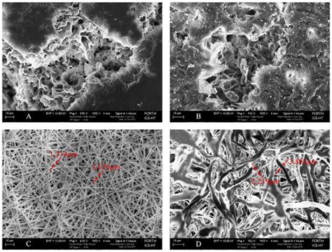 The Role of Substrate Topography and Stiffness on MSC Cells Functions ...