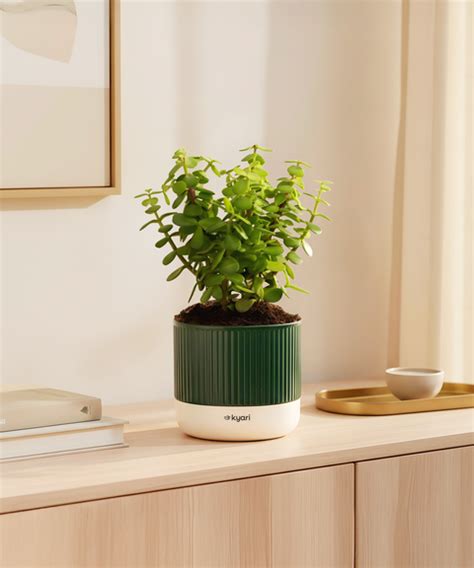 Shop Lucky Indoor Jade Plant (Crassula Ovata)-Jade Tree – Kyari.co