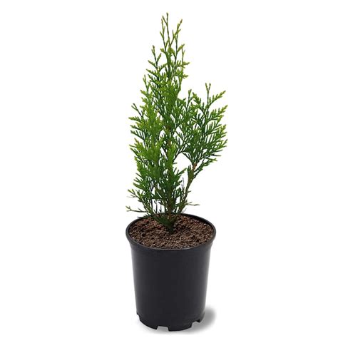 Southern Planters 1-Gallon Screening Thuja Green Giant In Pot (With ...