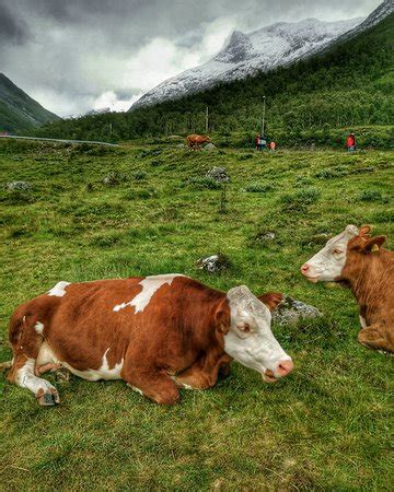 Calm Giant Private Tour (Alesund) - All You Need to Know BEFORE You Go