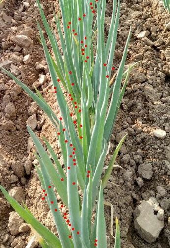 Image result for Key Point Extraction