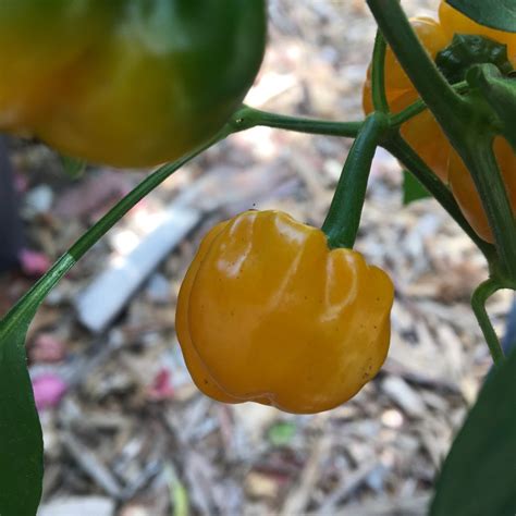 Yellow Scotch Bonnet Pepper Live Plant | Tyler Farms