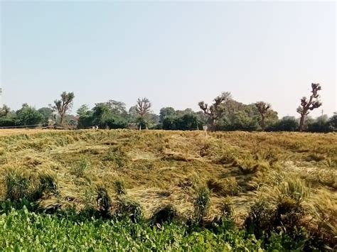 Heavy loss due to unseasonal rains in Disa taluka; At Aseda village ...