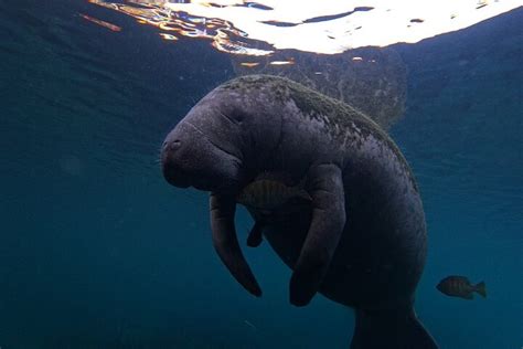 GO LOCAL MANATEE TOURS (2026) All You Need to Know BEFORE You Go (with ...