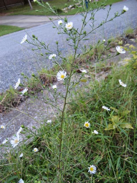 Discovering His Creation: Panicled Aster, White-panicle Aster ...