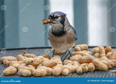What Birds Eat Unsalted Peanuts: A Backyard Birding Guide