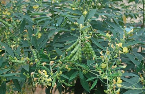 Pigeon pea - Survival Food Plants