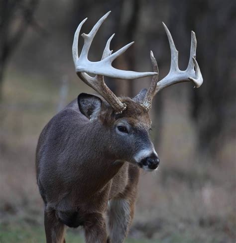 What Is Whitetail at Kristen Mcdonald blog
