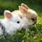 Image result for Cute Baby Bunny Rabbits for Free