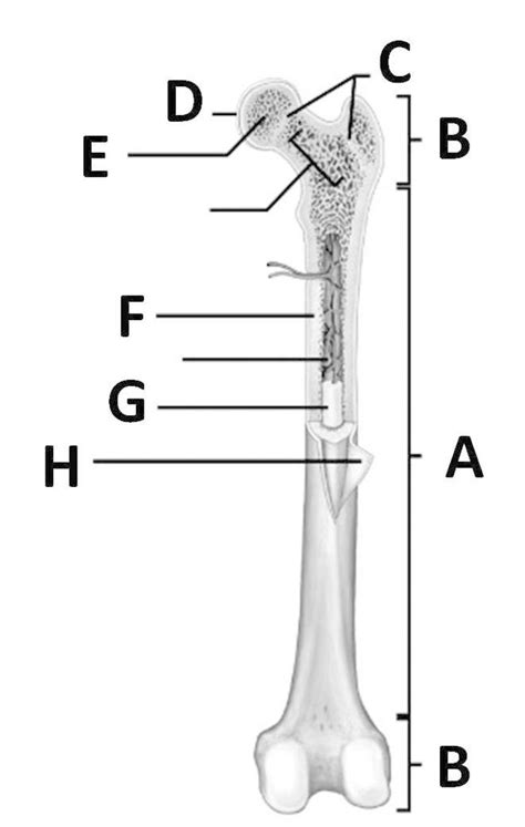 Long Bone Label The Structure The Long Bone And Labels Label Long Bone ...