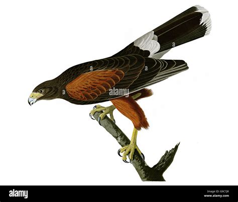 Harris s Hawk, Parabuteo unicinctus, birds, 1827 - 1838 Stock Photo - Alamy
