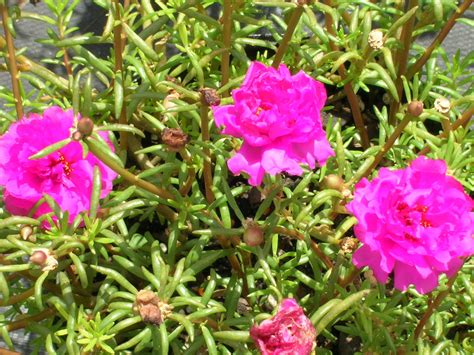 Moss Rose Portulaca Grandiflora