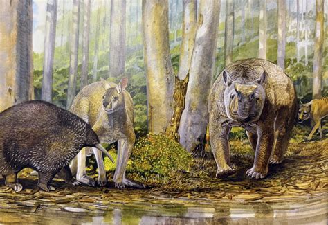 The Extinction Of Aussie Animals: What We Lost And Why It Matters
