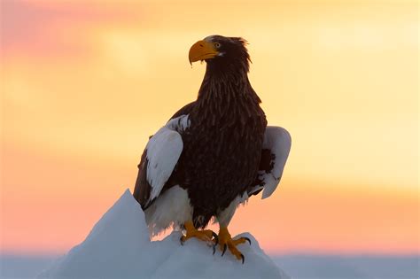 Download Bird Of Prey Eagle Bird Animal Steller's Sea Eagle HD Wallpaper