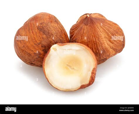 Image result for Hazelnut How to Identify