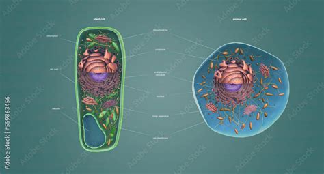 Cells 的图像结果