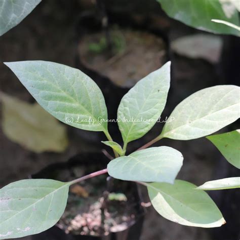 Datura (কালো ধুতুরা) – Leafy Greens Initiative