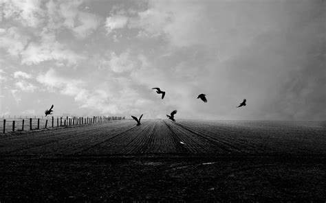 Download wallpaper 3840x2400 crows, birds, field, bw 4k ultra hd 16:10 ...