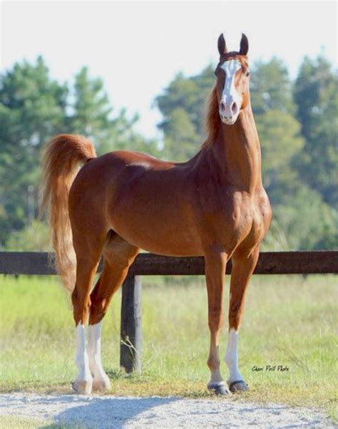 Striking chestnut Saddlebred horse with broad blaze and white socks ...