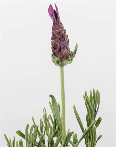 Lavender Sun Requirements: How Much Sun Does Lavender Need?