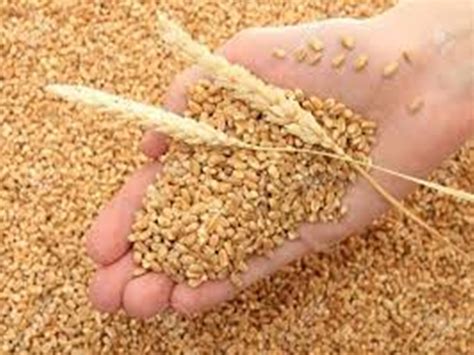 Gehu Kharidi: MSP पर 1.27 करोड़ टन गेहूं खरीद के साथ मध्यप्रदेश देश में ...