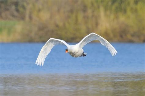 Can Swans Fly? (Distance, Height, Speed & Migration)