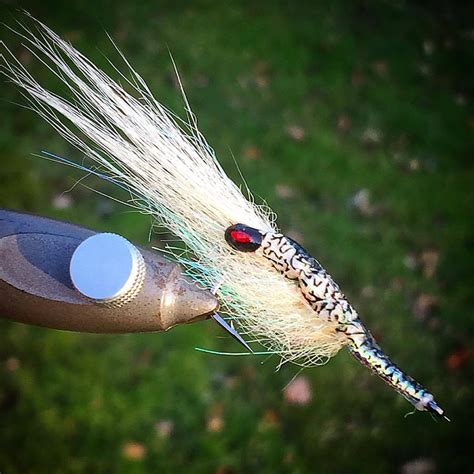 Image result for Shrimp Shell