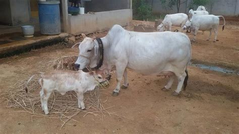 Once On The Brink Of Extinction, Punganur Dwarf, An Indigenous Cow Is ...