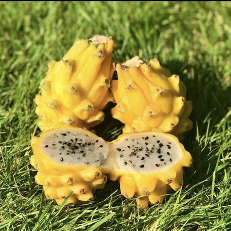 Yellow Dragonfruit (Mexico and Central America)