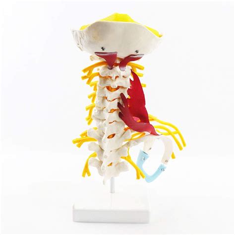 1 1 Lifesize Human Cervical Vertebra Carotid Artery Flexible Spine ...