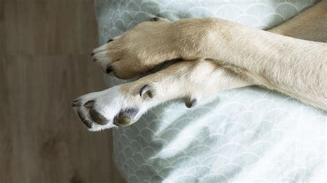 Anatomía canina: los espolones de las patas, qué son y qué función tienen