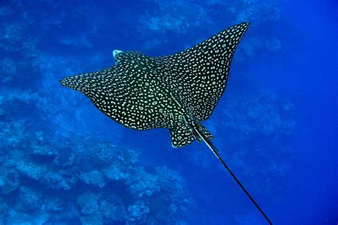 An extraordinary rare eagle ray spotted in the Great Barrier Reef after ...
