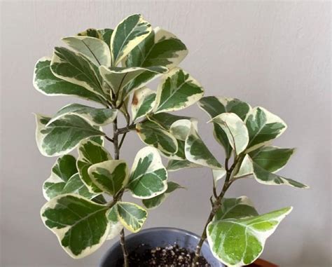 Image result for Ficus Triangularis Variegata Humidity